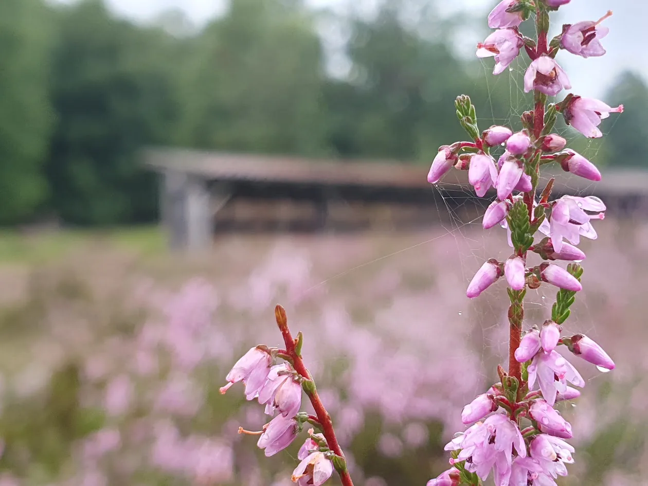 Pfad durch blühendes Heidekraut in der Lüneburger Heide