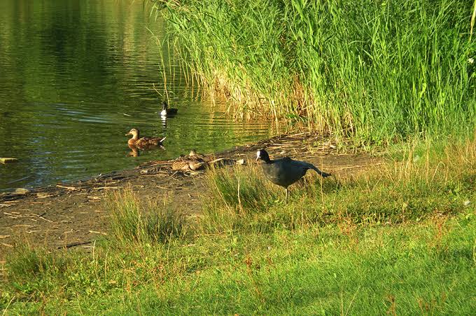 Urban Birding Kreideberg
